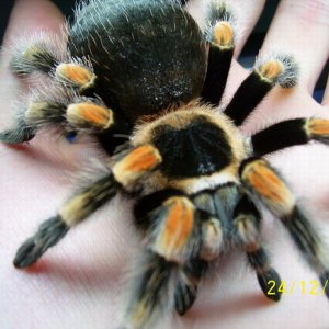 B.Smithi