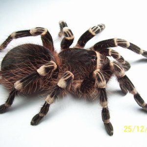 Geniculata