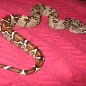 boa
