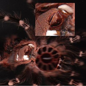 geniculata . . .ZENKA . . .jeeee