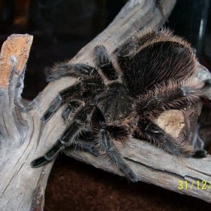 B.albopilosum