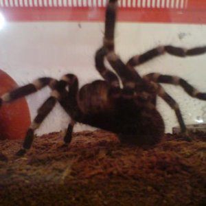 a. geniculata