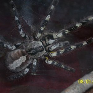 P.Regalis