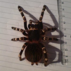 a. geniculata