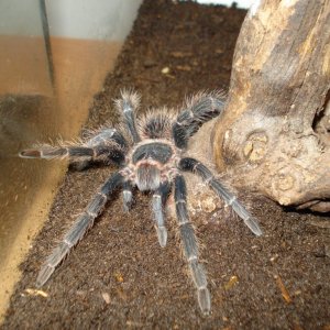 Lasiodora Parahybana