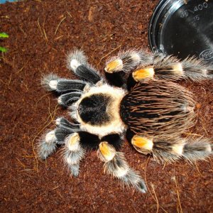 Brachypelma Smithi