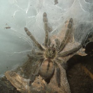 Psalmopoeus Cambridgei
