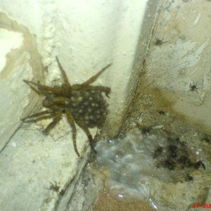 A ovo je Mica kad je porasla i njena deca:))))))))) Bolest zar ne.....ali  dosla moja seka i ubila je ..:( smrc