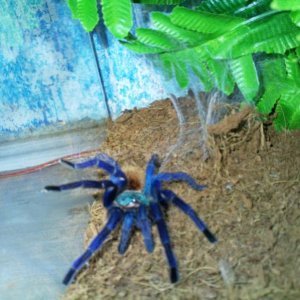 Chromatopelma cyaneopubescens