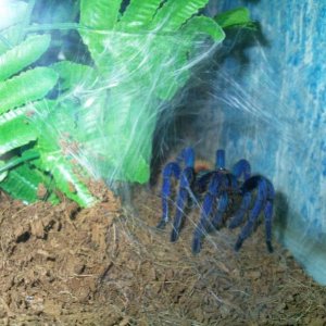 Chromatopelma cyaneopubescens