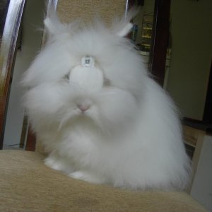 Patuljasti kunic teddy rasa- Bolt