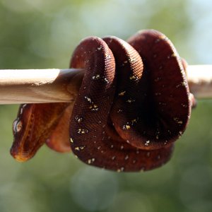 Moja prva crvena beba i opcenito prva crvena beba u Hrvatskoj.