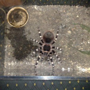 a.geniculata 2