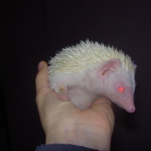 Africki jez