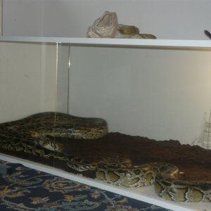 terarijum sa ljubimcima...