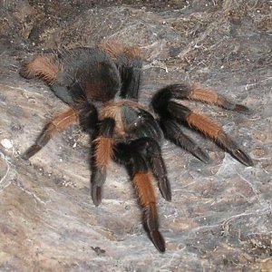 Brachypelma Emilia