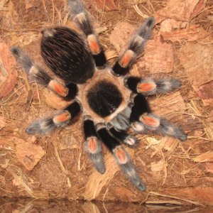 Brachypelma smithi (ženka)