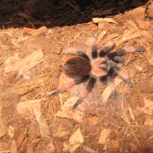 Brachypelma emilia (ženka)