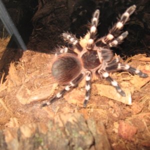 Acanthoscuria geniculata (ženka)