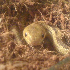 elaphe obsoleta quadrivittata