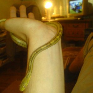 elaphe obsoleta quadrivittata