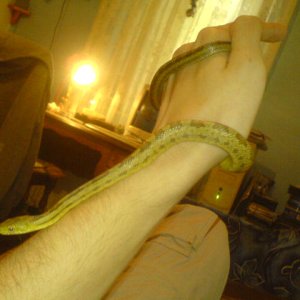 elaphe obsoleta quadrivittata