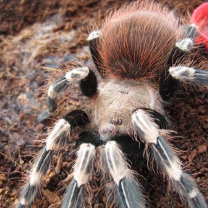 N. chromatus