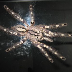 P. fasciata zenka 16cm