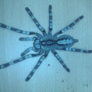 P. fasciata