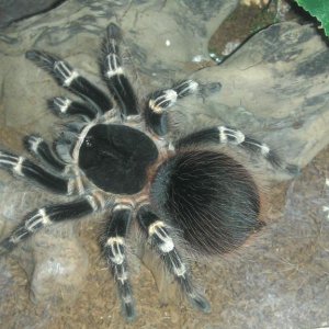 A. geniculata zenka 17cm