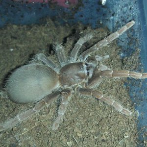 P. muticus(C. crawshayui) zenka 8-9cm