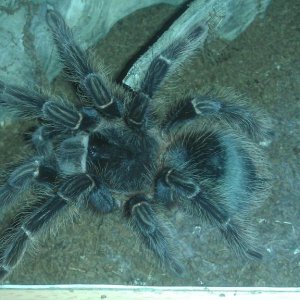 L. parahybana zenka 19cm