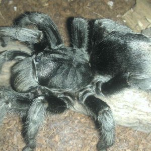 G. pulchra zenka 18cm