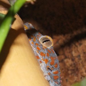 Tokay gecko/muzijak