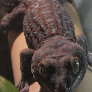 Tokay gecko/muzijak