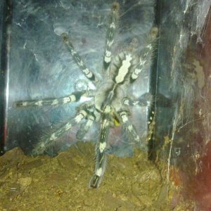P.regalis :D