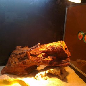 Natpis