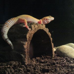 Stella Gecko Hybino Sunglow
