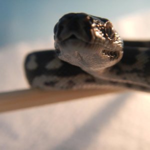 Morelia Spilota Cheynei VPI Line