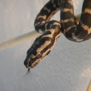 Morelia Spilota Cheynei VPI Line